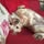 Chorley Dog Groomers