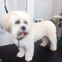 Julie’s Bella Pooches