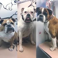 Stacie's groomers