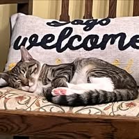 Top Cats Grooming LTD