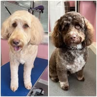 Hinckley dog grooming