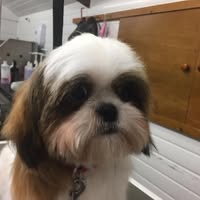 Scruffy Pups Parlour