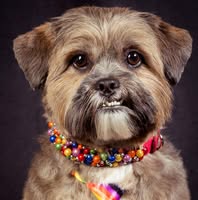 Yordogs Grooming Salon