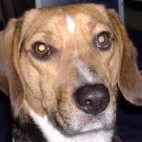 Harvey Barkers