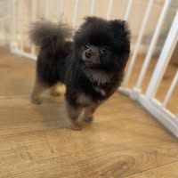 Pawesome Grooming ltd