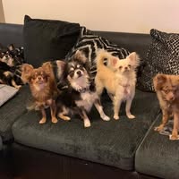 The grooming den
