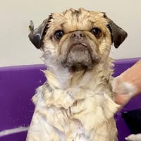 House of Pets