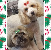 Coventry Poodle & All Breeds Parlour