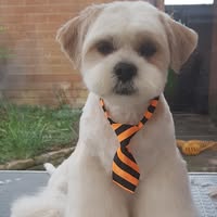 Brontay Dog Grooming