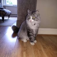 Snip Snip Mobile Cat Grooming Bracknell