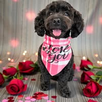 Canine Cutz Bespoke Dog Groomers & Spa