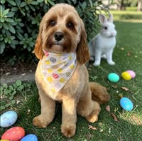 The Grooming Parlour