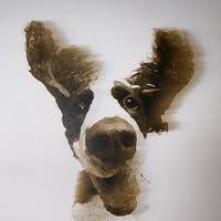 Superdog Grooming