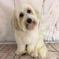 C j grooming