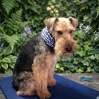 Hilltop Dog Grooming