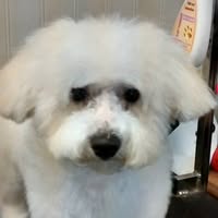 Dogtech Grooming