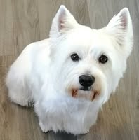 Dandy's Dog Grooming