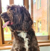 Cotswold Canine Clipping