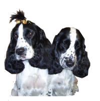 Harefield Pets and Grooming