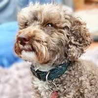 HairyHorris Dog Grooming