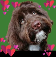 Mucky Pups Professional Dog Grooming Salon
