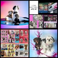 Sammys pet parlour ltd