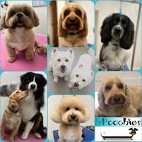 Poochies Dog Grooming