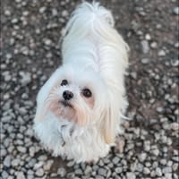 Pets & Grooming