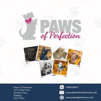 Paws Of Perfection