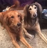 Ashton Dog Grooming Spa