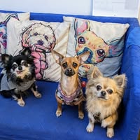 Clifton Dog Grooming