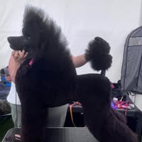 Snazzydogz
