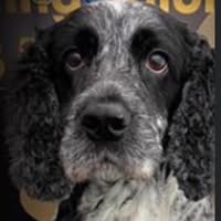 Dawn Routh Professional Dog Grooming