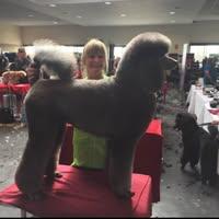 michelles pet grooming