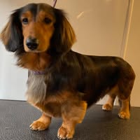 Blissful Dog Grooming