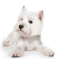 Canis Finest Dog Grooming