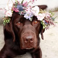 Windle Woofs Dog Grooming
