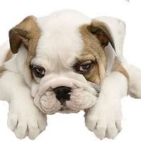 Dog Groomers Peterborough