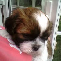 Pretty Paws Dog Grooming Services