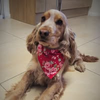 The Furry Godmother Dog Grooming