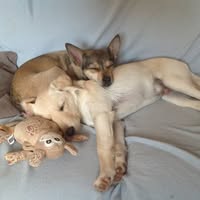 The Contented Canine Company