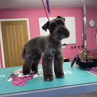Station Styles Pet Grooming