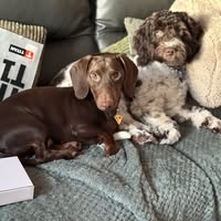 AnimalStylists