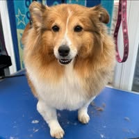 Rainworth dog grooming & Tiny’s home boarding