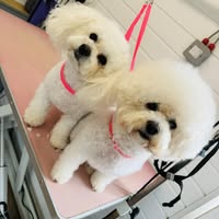 SnoopDogs Dog Grooming Chorley