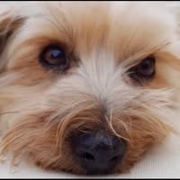 Foxy Dogs Grooming Salon