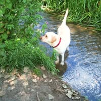 Soggy Paws Pet Spa