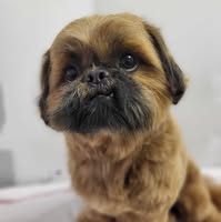 Star Paws Dog Grooming
