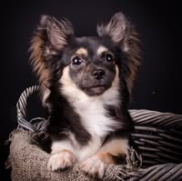 Emma's Dog Grooming