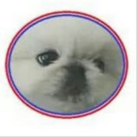 Apollo's Dog Grooming Parlour